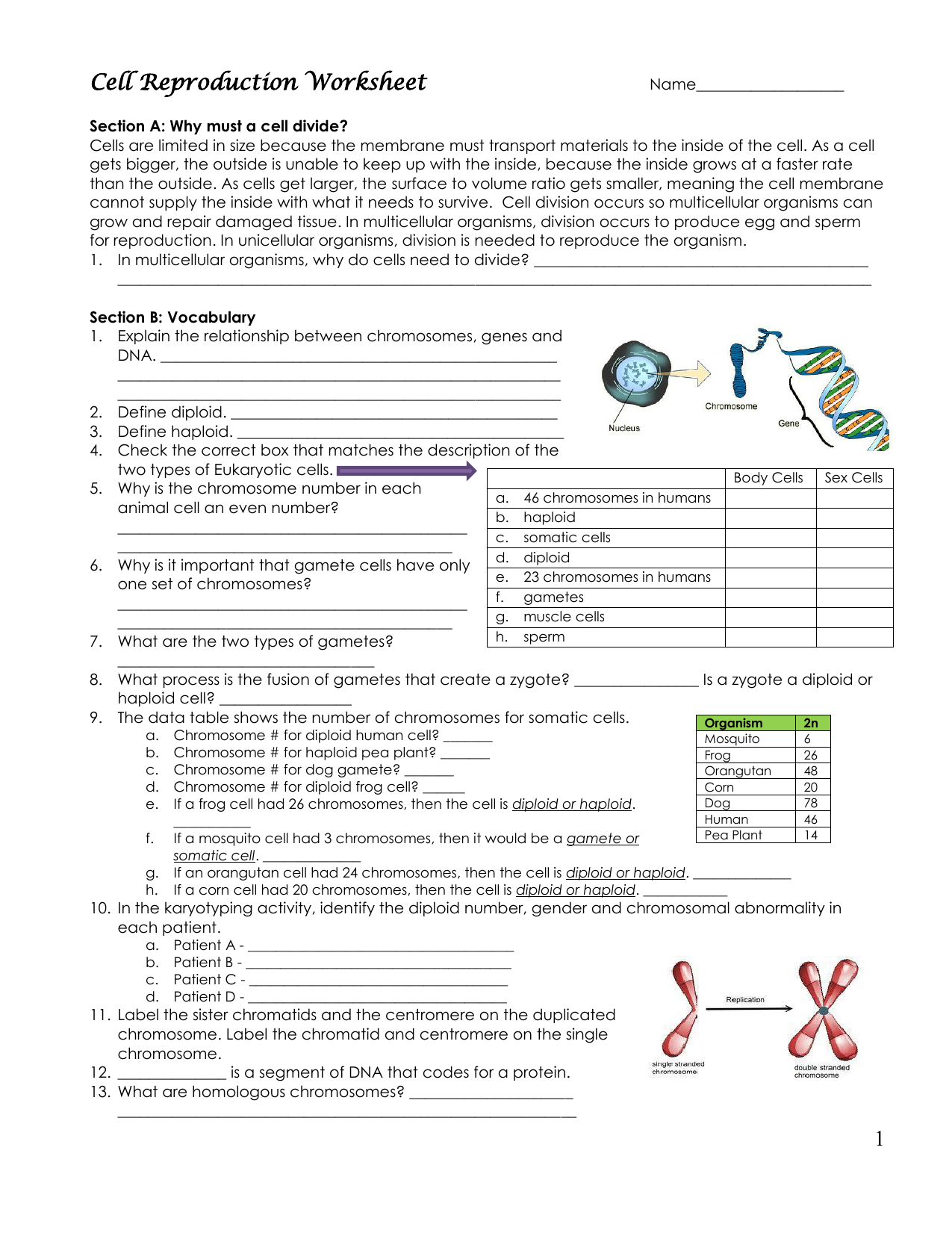 Chromosomes And Cell Reproduction Worksheet Answers - Nidecmege In Cell Reproduction Worksheet Answers