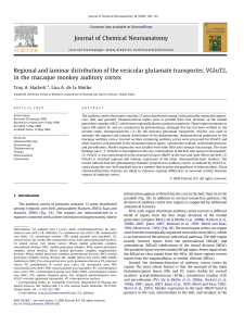 Regional and laminar distribution of the vesicular glutamate