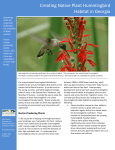 Creating Native Plant Hummingbird Habitat in Georgia