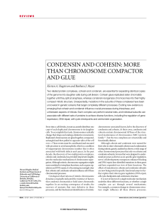 CONDENSIN AND COHESIN: MORE THAN CHROMOSOME