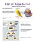 Binary Fission, Asexual Reproduction