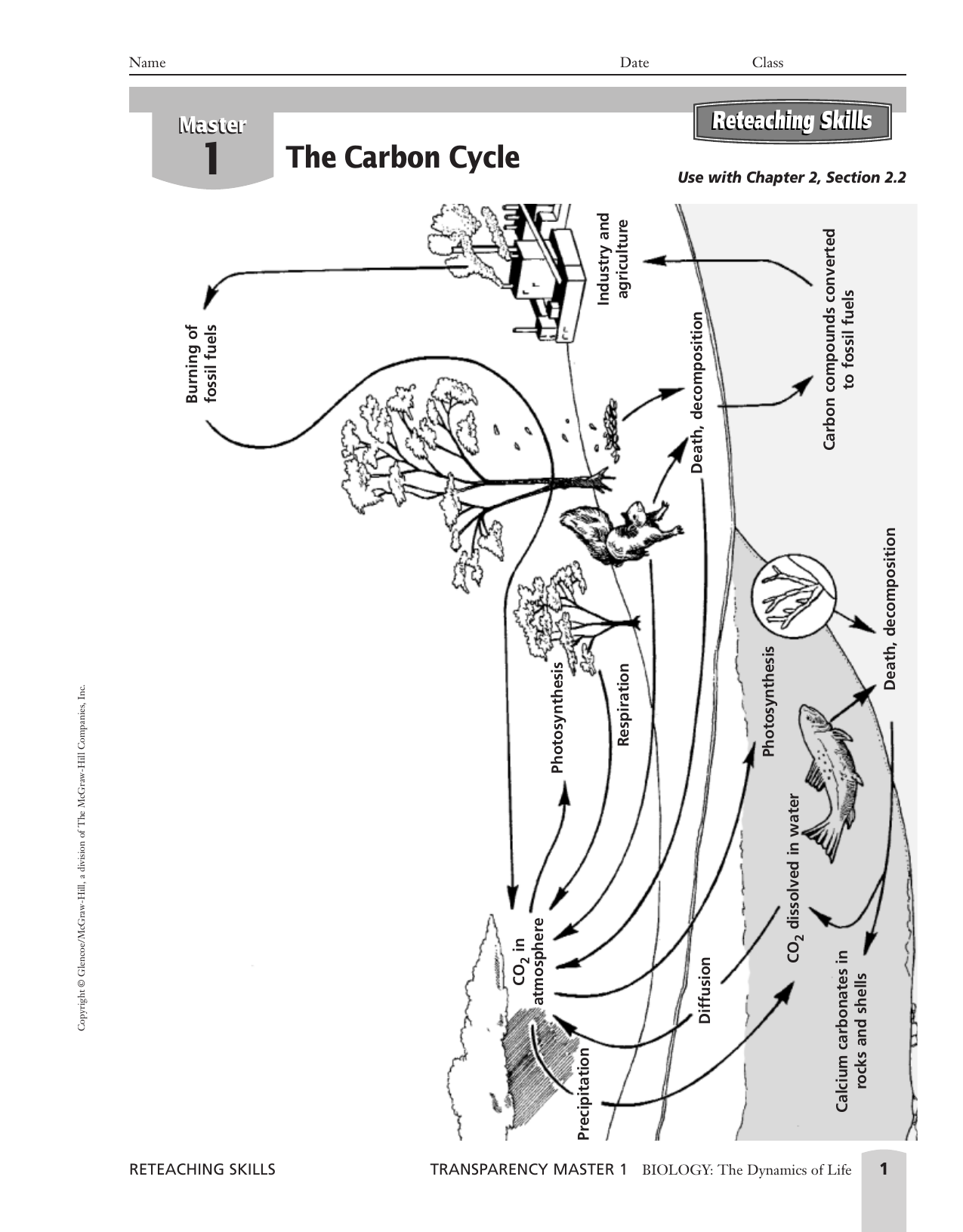 The cycle on worksheet carbon Carbon cycle