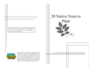 20 Native Trees to Plant - Iowa Native Trees and Shrubs