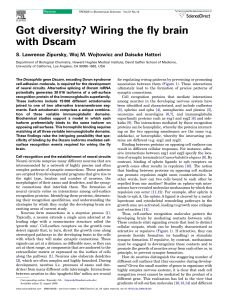 Got diversity? Wiring the fly brain with Dscam