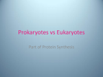 Prokaryotes vs Eukaryotes in Protein Synthesis