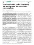 A developmental switch induced by thyroid hormone: Xenopus