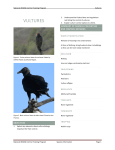 vultures - Outdoor Alabama