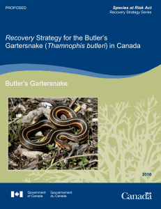Recovery Strategy for the Butler`s Gartersnake (Thamnophis butleri