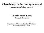 Chambers, conduction system and nerves of the heart
