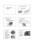 Cell Structure Review