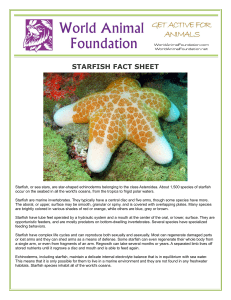 starfish fact sheet - World Animal Foundation