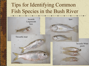 Tips for Identifying Common Fish Species in the Bush River
