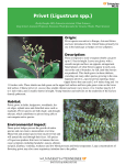 Privet (Ligustrum spp.) - University of Tennessee Extension