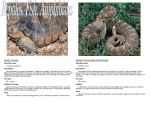 Reptiles of Nevada PDF - The Great Basin Institute