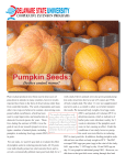 Pumpkin Seeds - Delaware State University