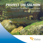 protect the salmon