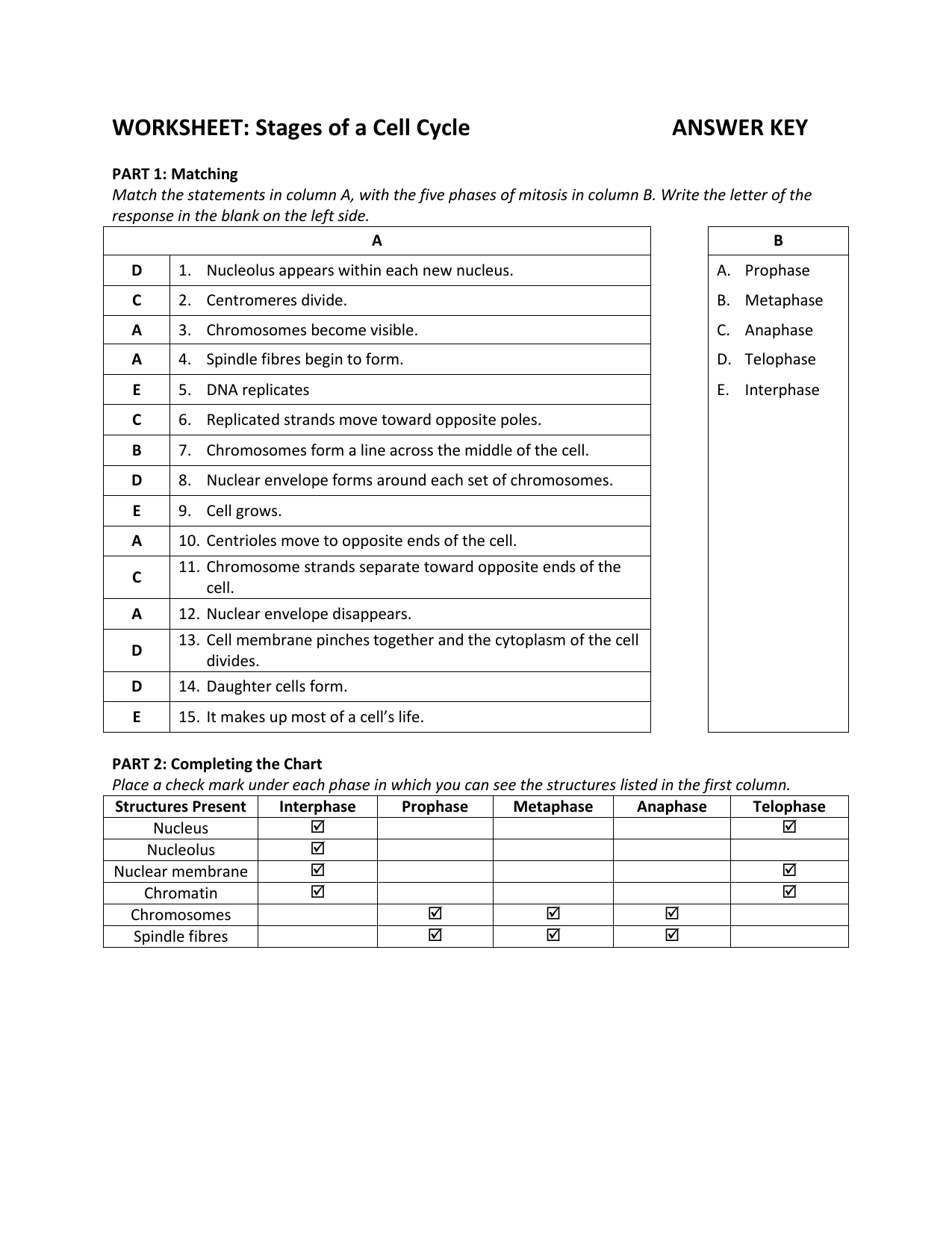 WORKSHEET: Stages of a Cell Cycle ANSWER KEY Inside Meiosis Matching Worksheet Answer Key