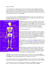 4. HUMAN SKELETON The human skeleton consists of 206 bones