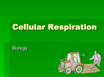 Cellular Respiration - Telluride Middle/High School