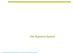 The Digestive System