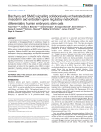 Brachyury and SMAD signalling collaboratively