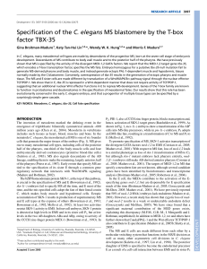 Specification of the C. elegans MS blastomere by the T