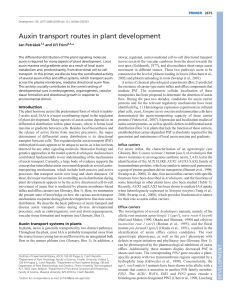 Auxin transport routes in plant development