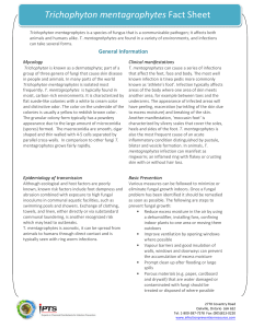 Trichophyton mentagrophytes Fact Sheet