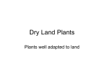 Dry Land Plantsmod