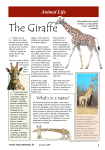 The Giraffe