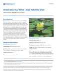 American Lotus, Yellow Lotus: Nelumbo lutea1 - EDIS