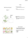 Plant Form and Function Plants Tissue Systems