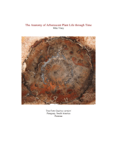 The Anatomy of Arborescent Plant Life through Time