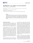 Plk4/SAK/ZYG-1 in the regulation of centriole