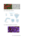 Fig. 1. Common shapes of bacteria Fig. 2: Different arrangements of