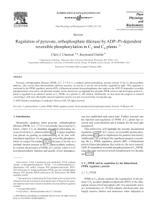 Regulation of pyruvate, orthophosphate dikinase by ADP