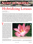 Hybridizing Lotuses