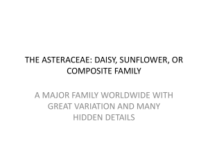 THE ASTERACEAE: DAISY, SUNFLOWER, OR COMPOSITE FAMILY