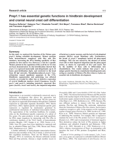 Prep1.1 has essential genetic functions in hindbrain development