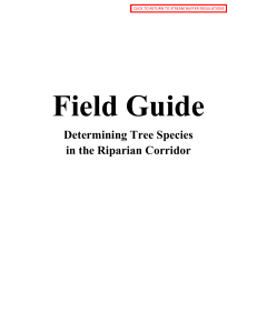 Field Guide Determining Tree Species in the Riparian Corridor