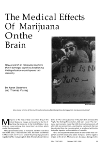 The Medical Effects Of Marijuana On the Brain