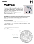 120 - volvox worksheet