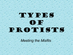 Types of Protists