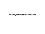 Eukaryotic Gene Structure