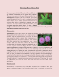 The Unique Plant: Mimosa Plant