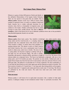 The Unique Plant: Mimosa Plant