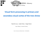 Visual form processing in primary and secondary visual