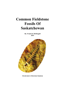 Common Fieldstone Fossils Of Saskatchewan