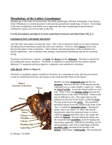 Morphology of the Lubber Grasshopper, with
