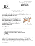 Acupuncture for Back Pain in Horses By: Kim Conover, DVM